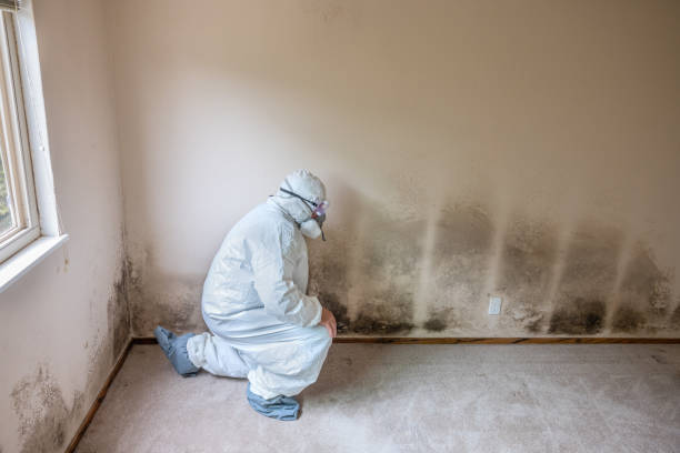 Best Residential Mold Inspection & Testing  in Pilot Mountain, NC